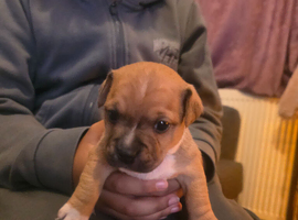 READY IN 6 WEEKS DEPOSITS TAKEN NOW TO SECURE Beautiful staff x chihuahua x jack russle pups looking for forever loving homes