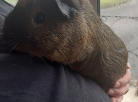 One male californian guinea pig