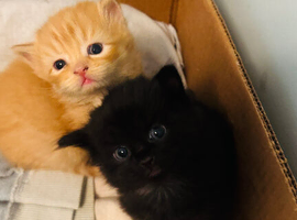 mixed breed kitten