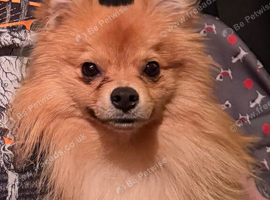 Gorgeous pomchi 7 months old