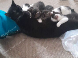 Beautiful kittens for sale