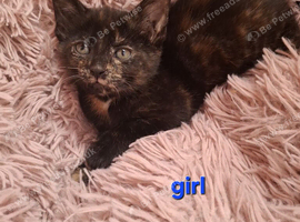 Kittens