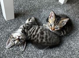 Only 2 left  part Maine coon