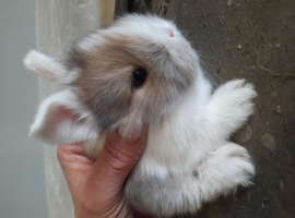 2 girl baby mini lops
