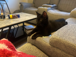 Kitten - 3months