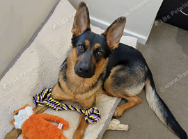 Beautiful German shepherd female