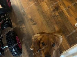 Teddy - 18 month old Cocker Spaniel
