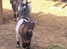 Pygmy Wether's