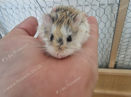 Hamster for rehome
