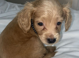 Cockapoo