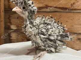 Polish bantams unsexed