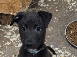 Working Lurcher Puppies ready now