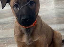 Belgian mali Cross