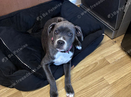 Staffy x bulldog