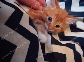 Kitten