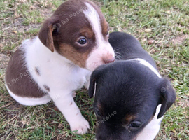 Jack Russell puppies 2 boys left