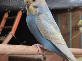 Beautiful spangle mutation budgie