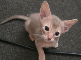 Abyssinian cross kittens looking for their new homes