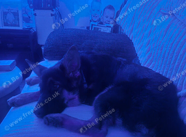 German shepherd