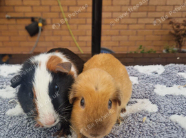 Tri colour and choclate point cali boars for sale !