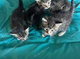 3 boys 1 girl