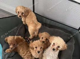 Toy Poodle Puppies Looking for Their Forever Homes.