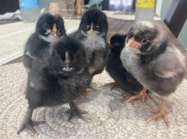 16 x Chicks (blue/green/brown layers) Black copper maran, cream Legbar, olive egger