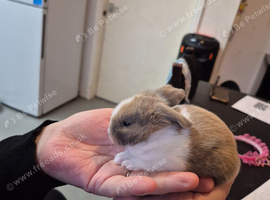 Bunnies