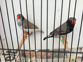 Triple black crested zebra finches