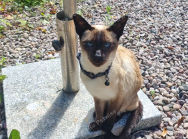 Pair of gorgeous siamese cats