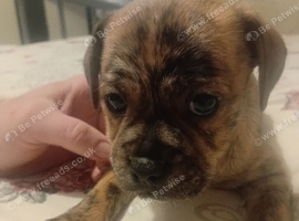 Chihuahua x staffy puppies
