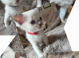 EXTENSIVELY TESTED LILAC&BLUE GCCF RAGDOLL KITTENSEXTENSIVELY TESTED GCCF PEDIGREE RAGDOLL BLUE & RARE LILAC MITTED POINTS FROM CHAMPION LINES