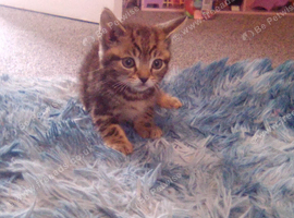 3 gorgeous kittens for sale