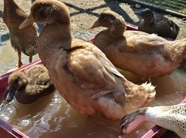 Buff Orpington Drakes