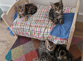 Kittens ready to go
