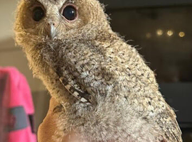 Indian scops owl