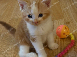 Ginger and white boy kitten