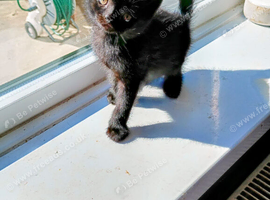 5 black kittens one little boy  left sitting on window sill  waiting for his new home can be seen with mum