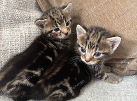 Bengal Kittens