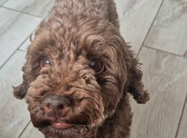 3 year old Cockapoo