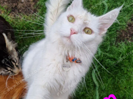 Maine coon