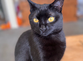 Family house cat