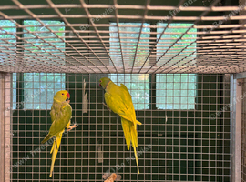 Pair mutation Ringnecks