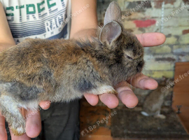 Baby rabbits