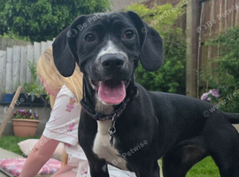 Labrador cross boxer