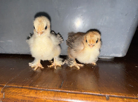 PEKIN CHICKENS