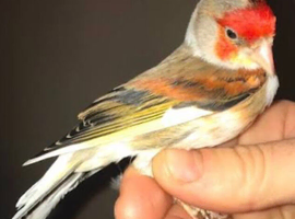 This years goldfinch mule cock switty singer i