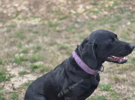6 year old black lab female