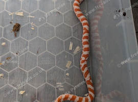 Amel female scaled corn snake (het scaleless)