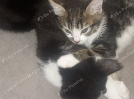 Kittensss